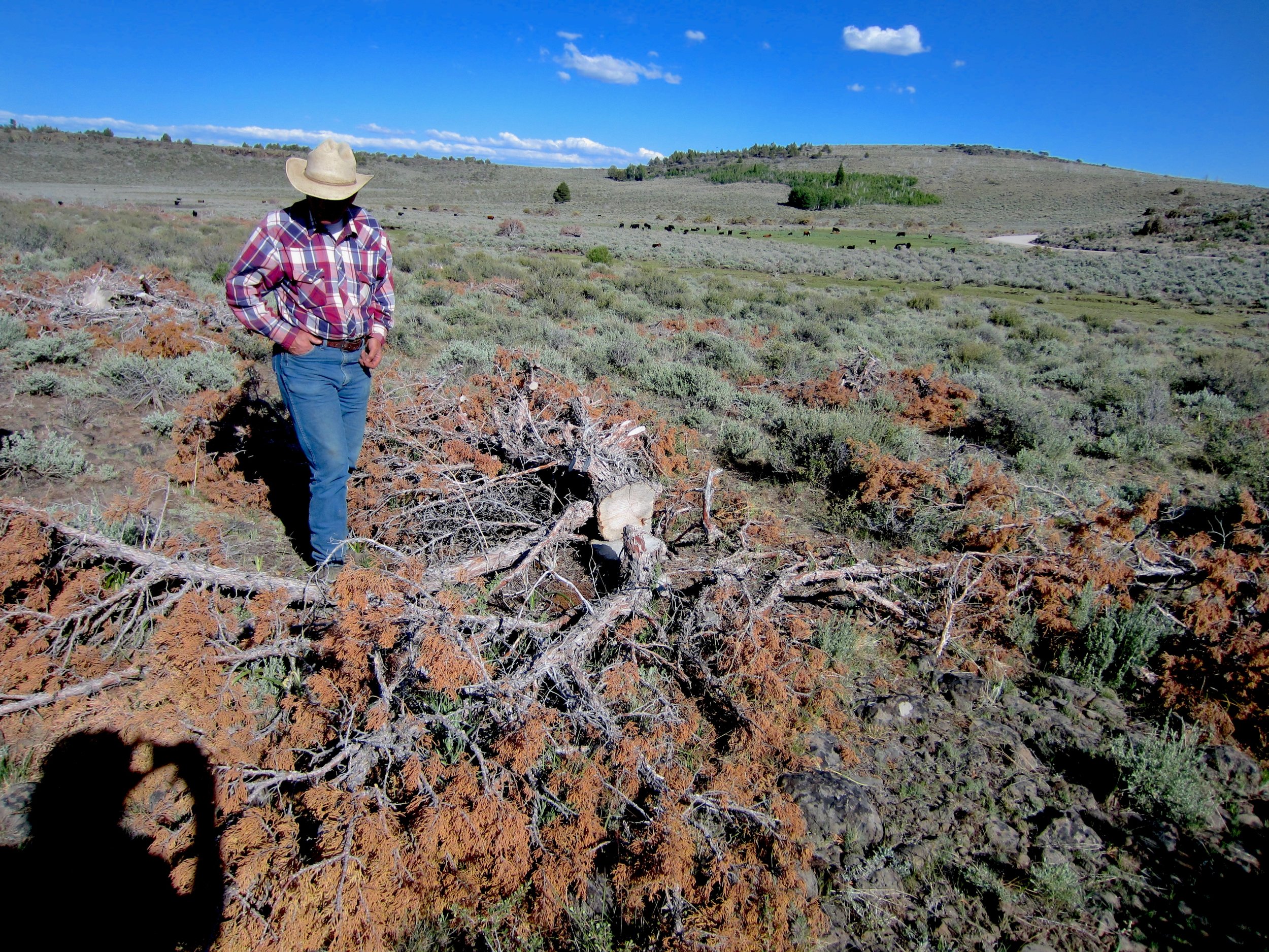 A man in a field after conifer removal
