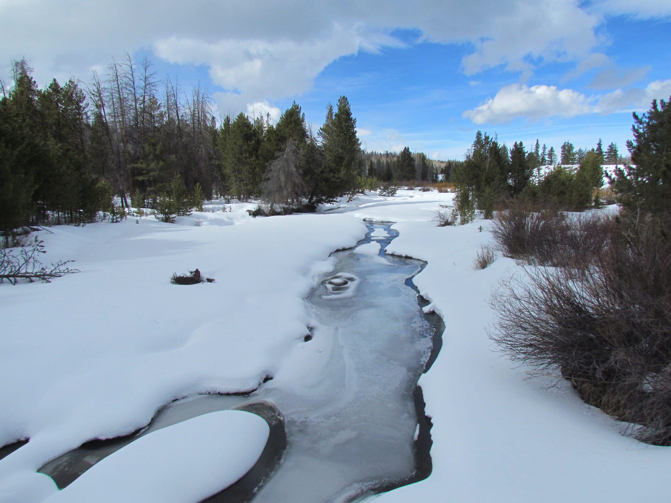 A frozen creek in a forested winter landscape.
