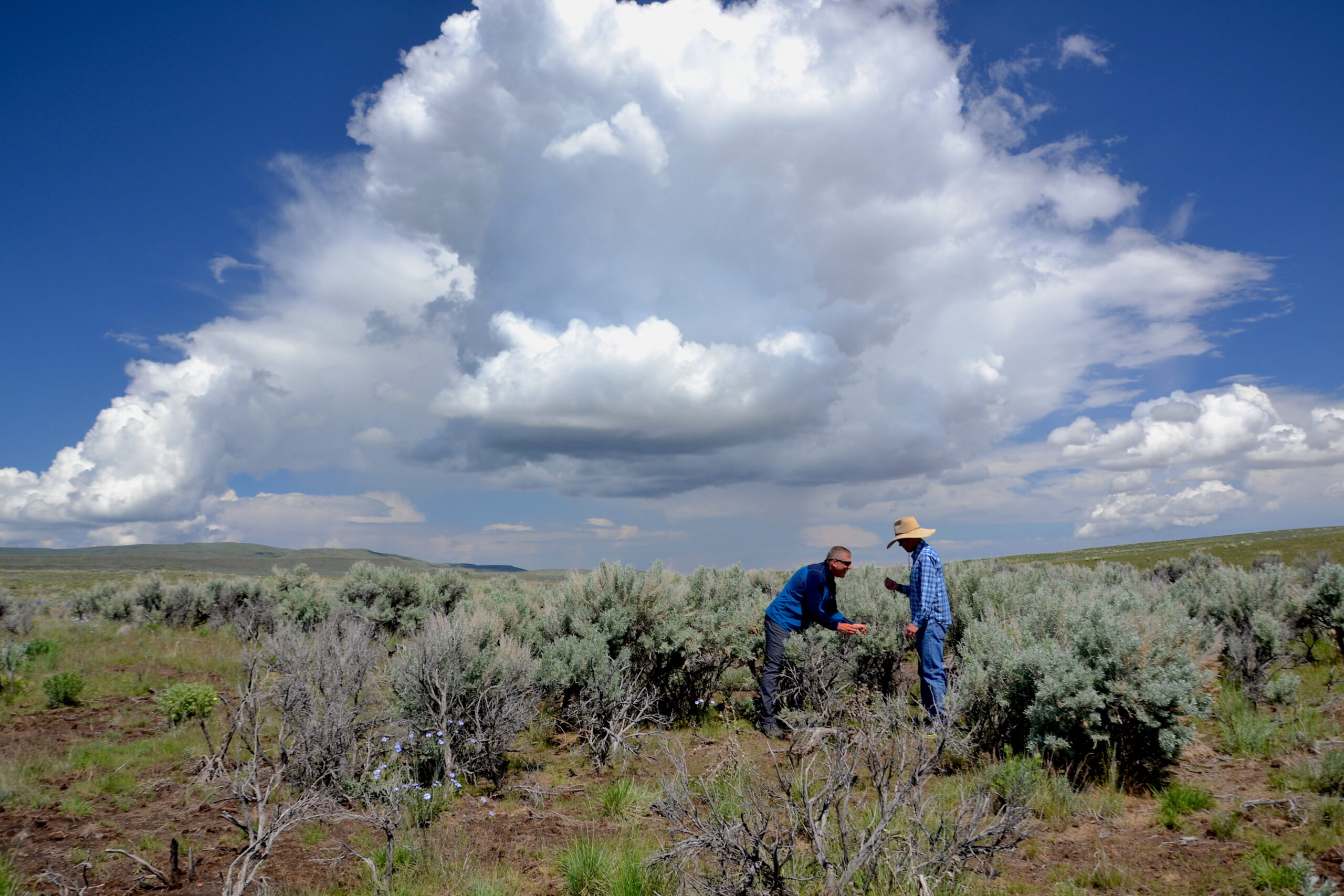 Science to Action: Takeaways from IWJV’s “Storing Carbon in Sagebrush Rangelands” Report