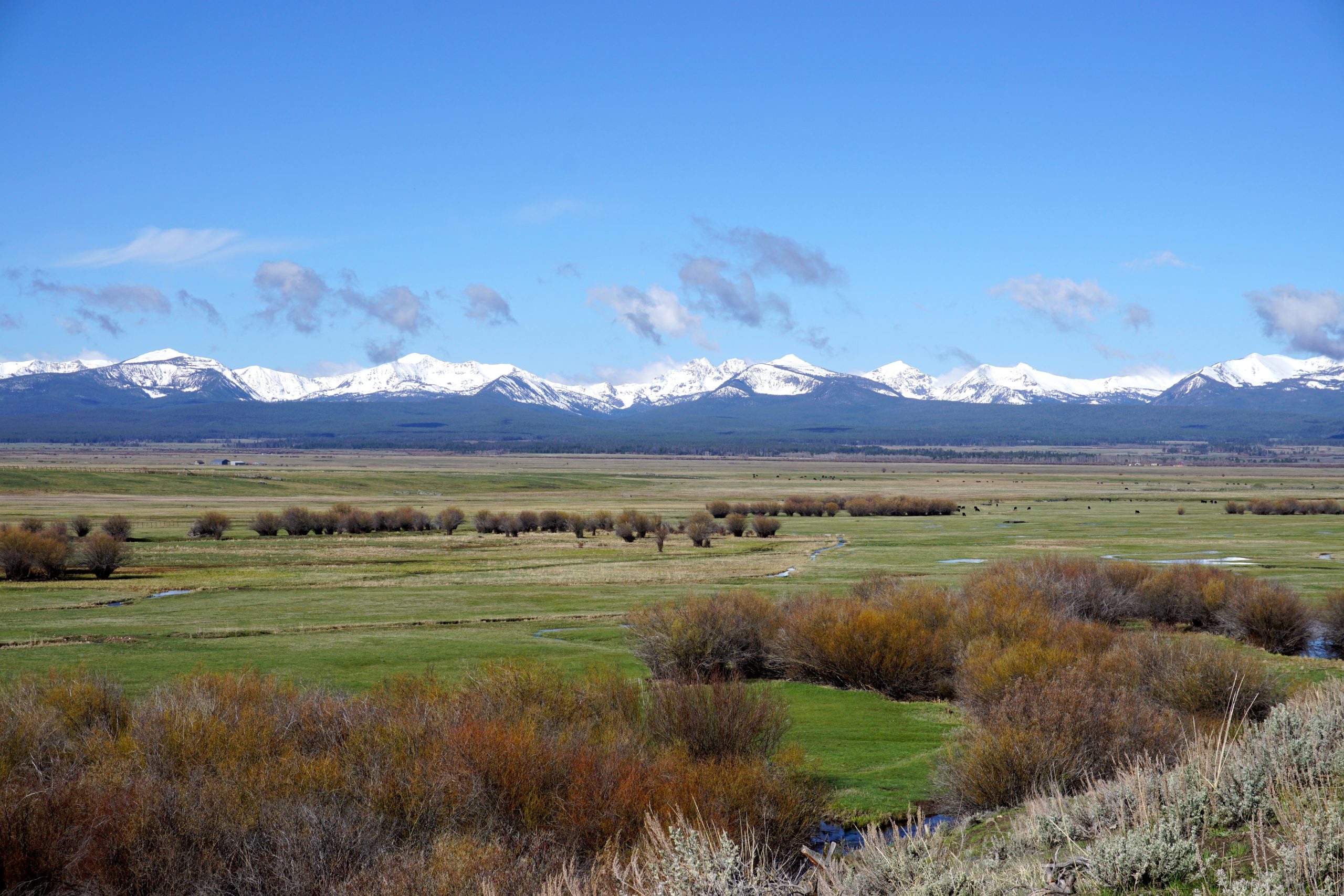 IWJV Science: Flood-Irrigated Grass Hay Sustains Western Wetlands