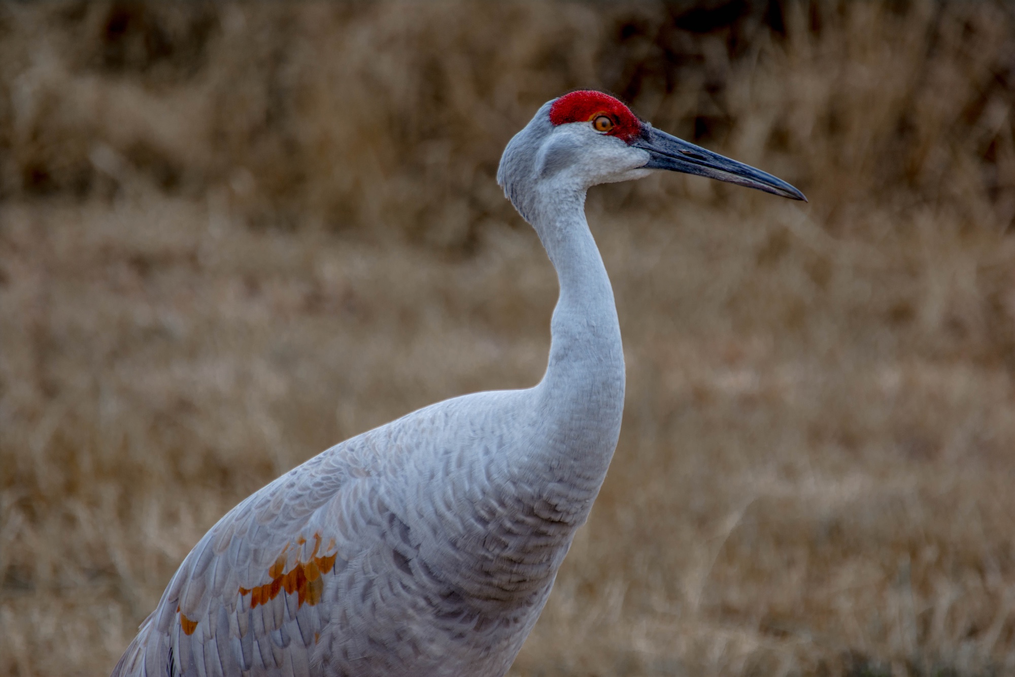 Intermountain Insights: Summer with the Cranes