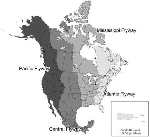 A map shows the Pacific, Central, Mississippi, and Atlantic Flyways of North America.