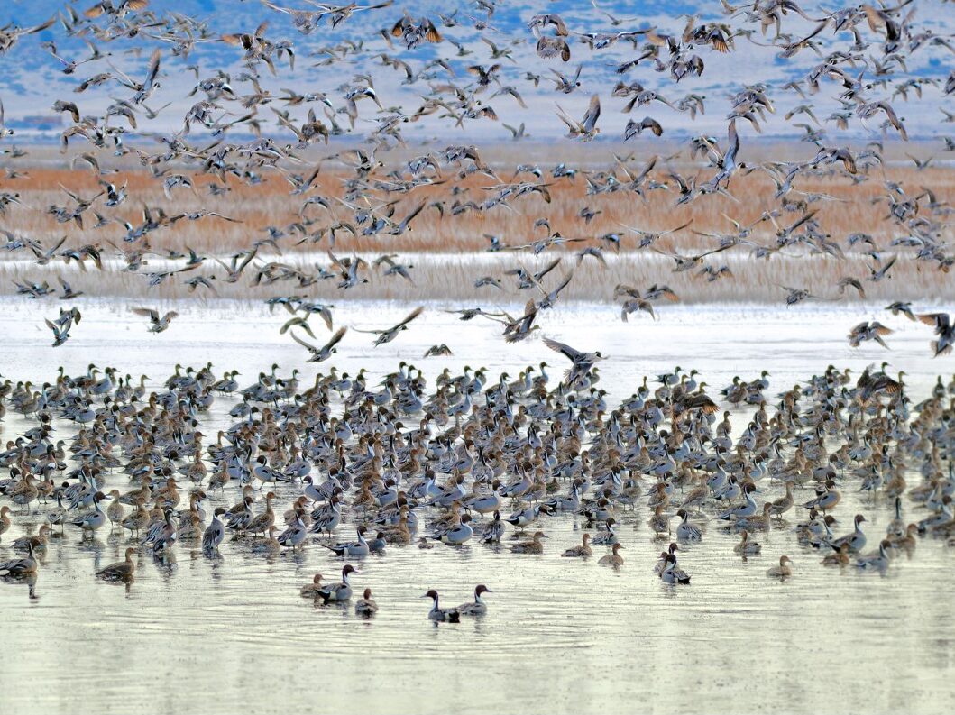 Intermountain Insights: Maintaining Resiliency of Continental Waterbird Flyways