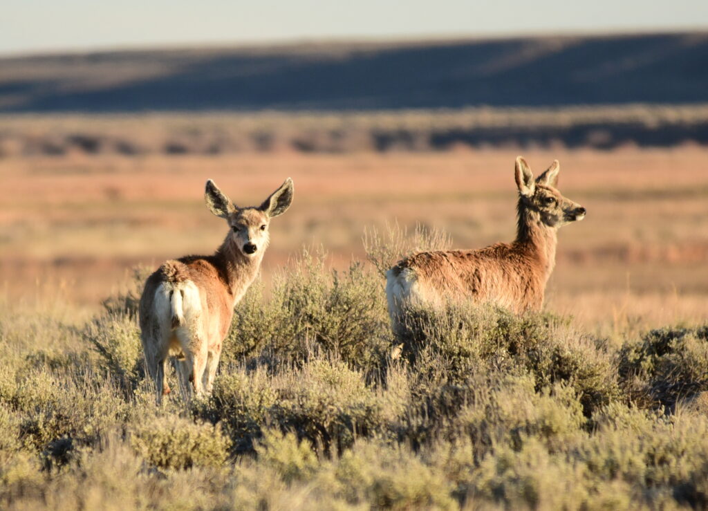 Mule deer fawns in sagebrush