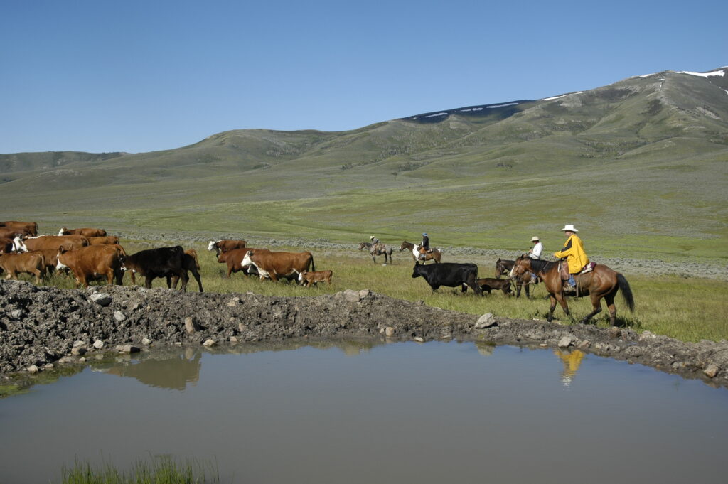 moving cattle in West Box Elder County, Utah