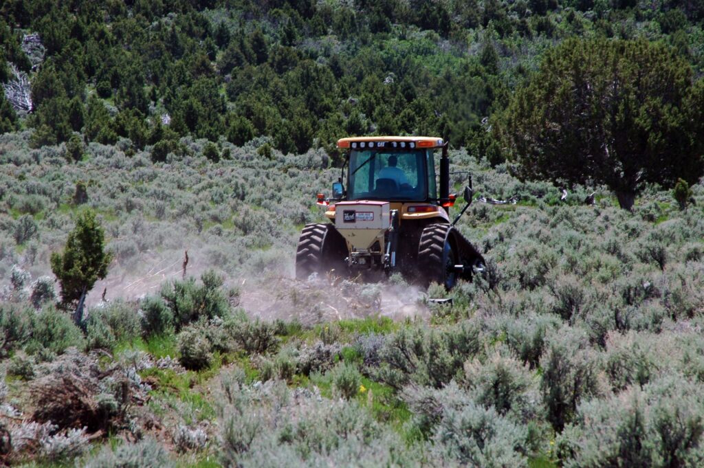 juniper removal in Utah