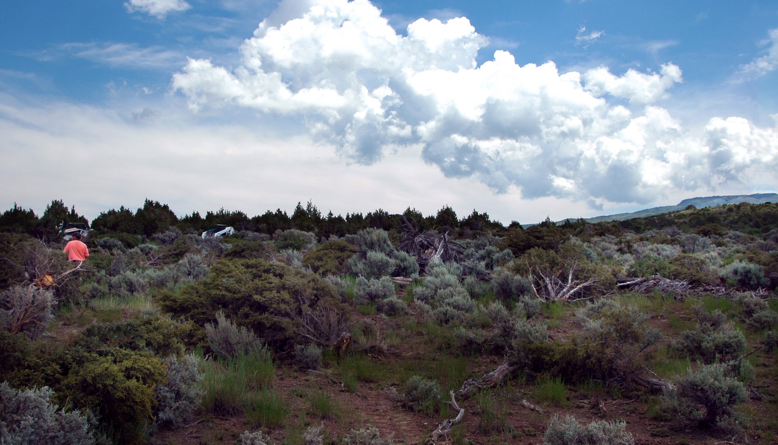 juniper removal in Utah