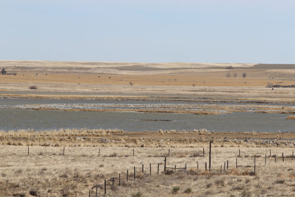 waterfowl extensively use the wetlands in the Goshen Hole of Wyoming