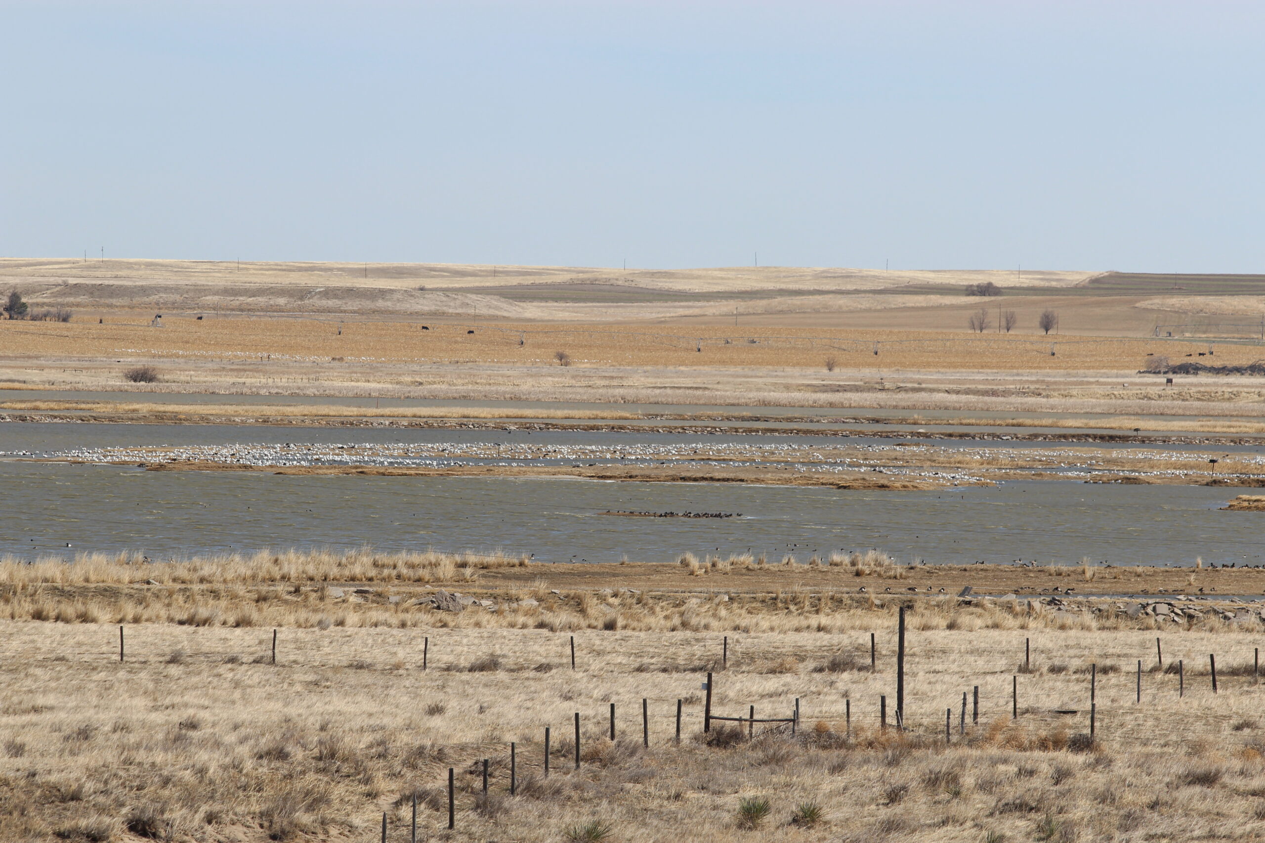 waterfowl extensively use the wetlands in the Goshen Hole of Wyoming