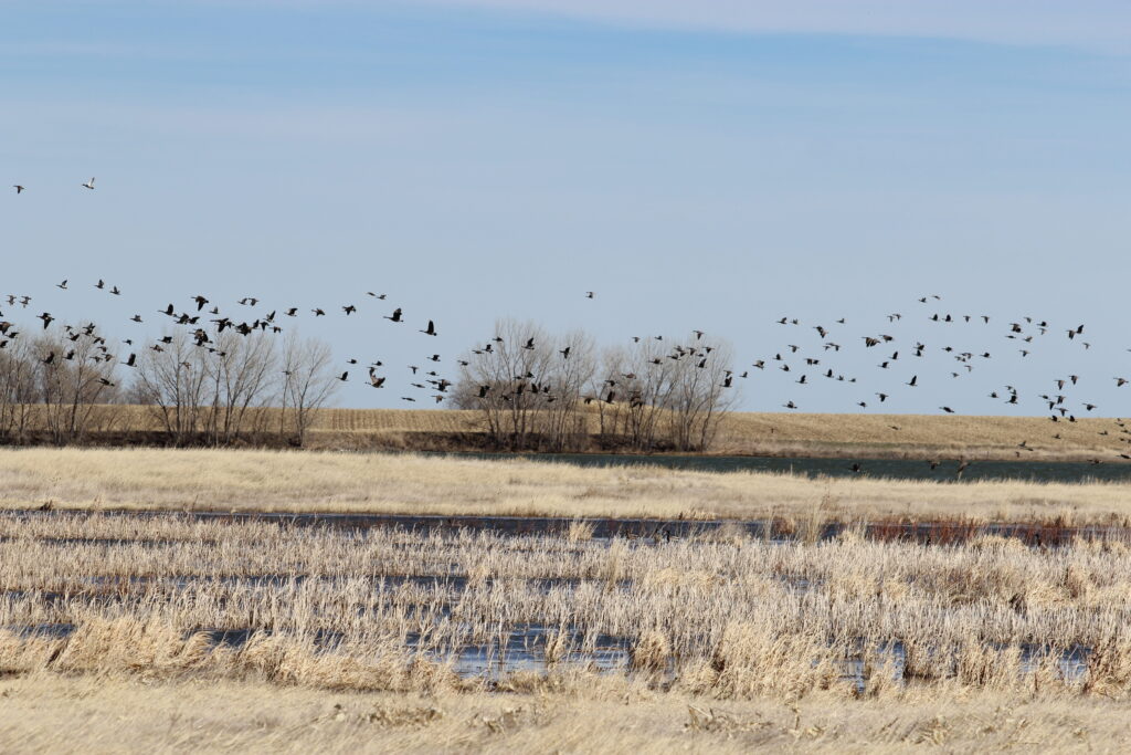 waterfowl extensively use the wetlands in the Goshen Hole of Wyoming