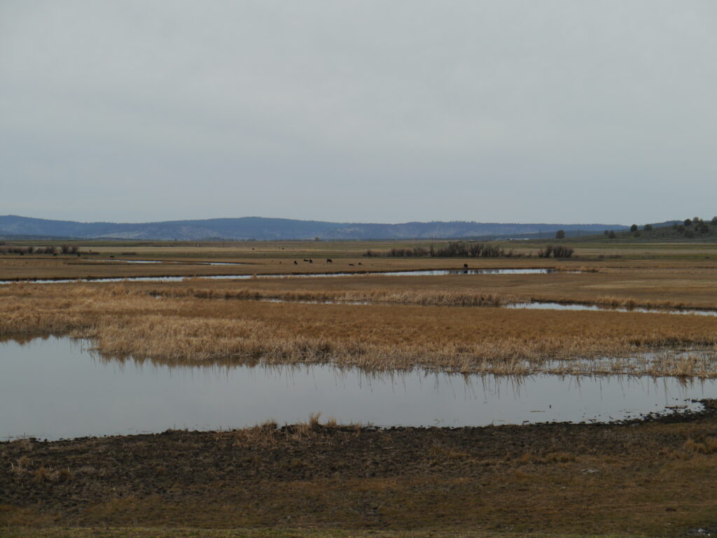 wetlands support both working ranch operations and waterfowl
