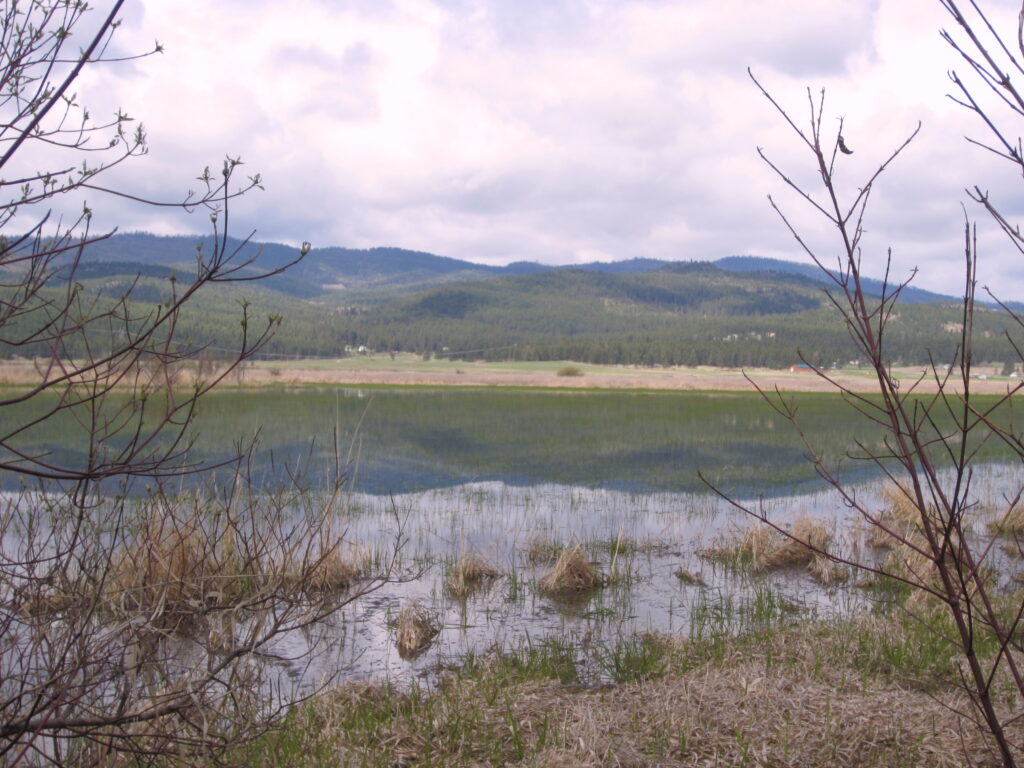 conserving this wetland in the Flathead Valley is important for wildlife