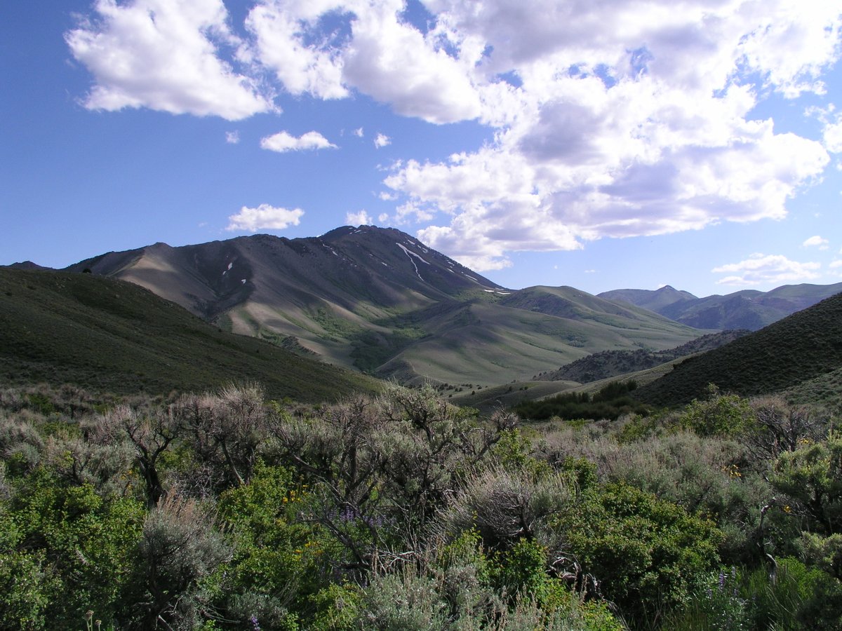 A sagebrush landscape