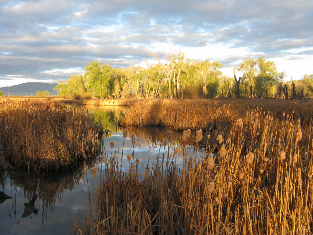 Colorado wetland at sunset