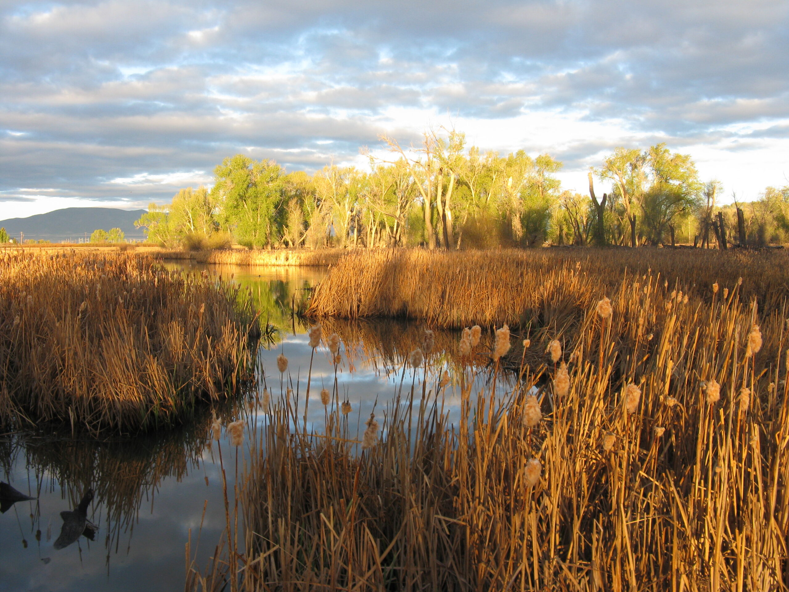 Colorado wetland at sunset