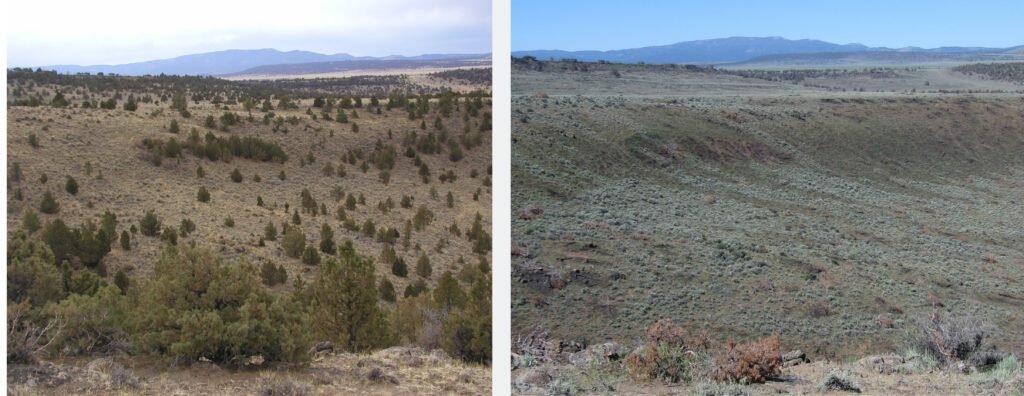 These photos show what a portion of Olsen’s study site looked like before and after conifer removal. Photo: Todd Forbes.
