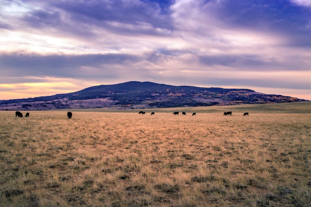 Cattle in a field
