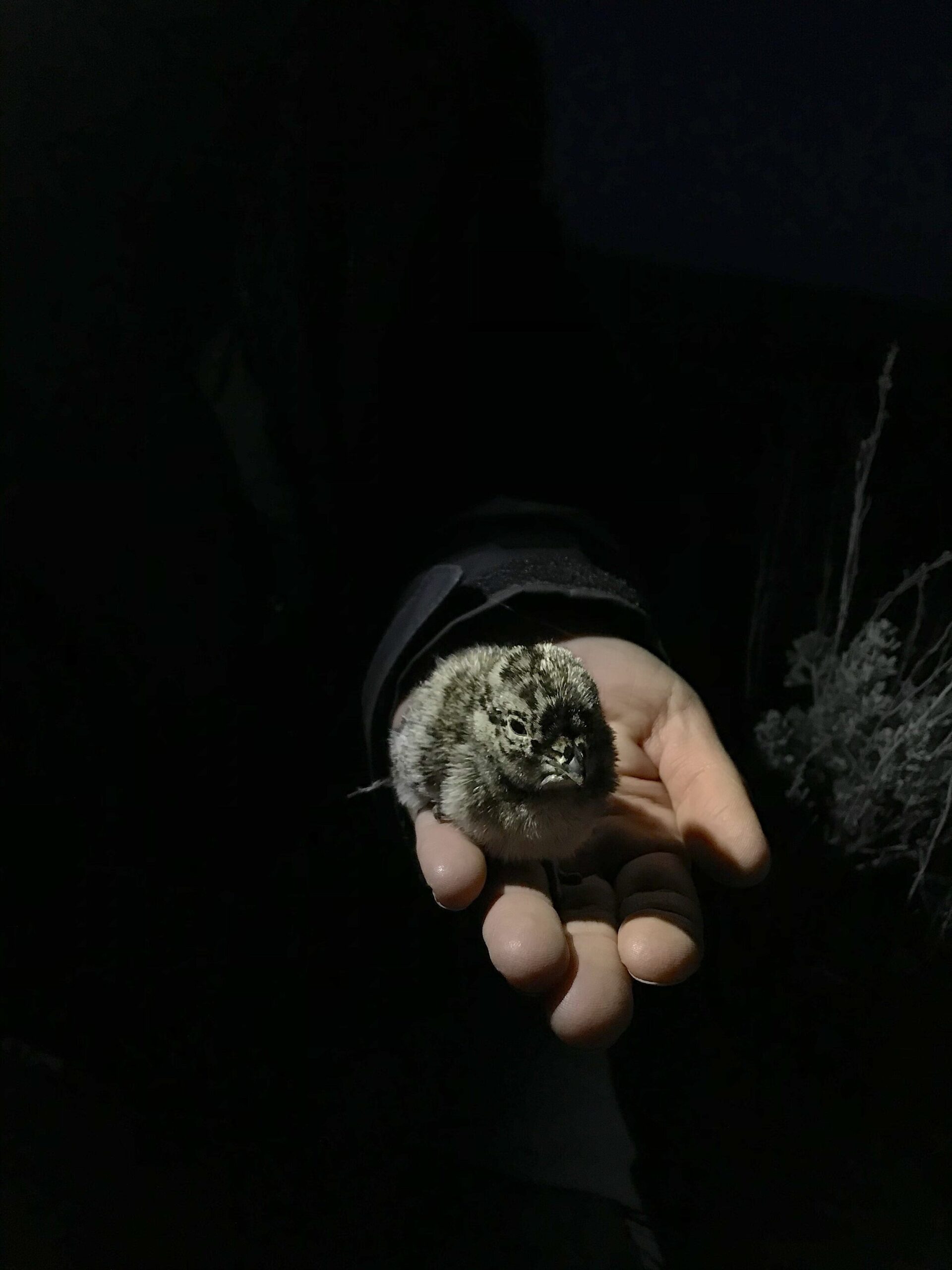 Sage-grouse chick, photo courtesy of the USFWS