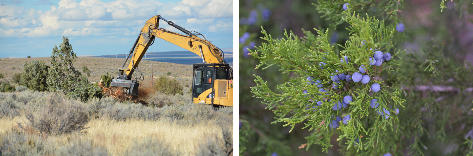 Conifer removal and juniper berries