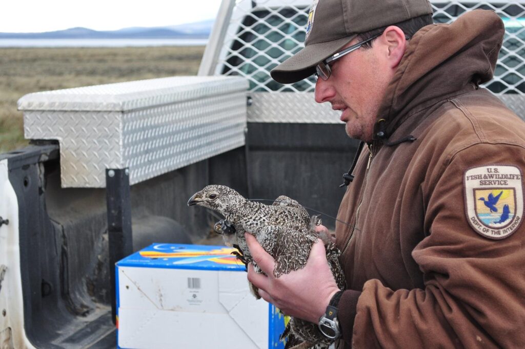 A man holds a sage grouse hen