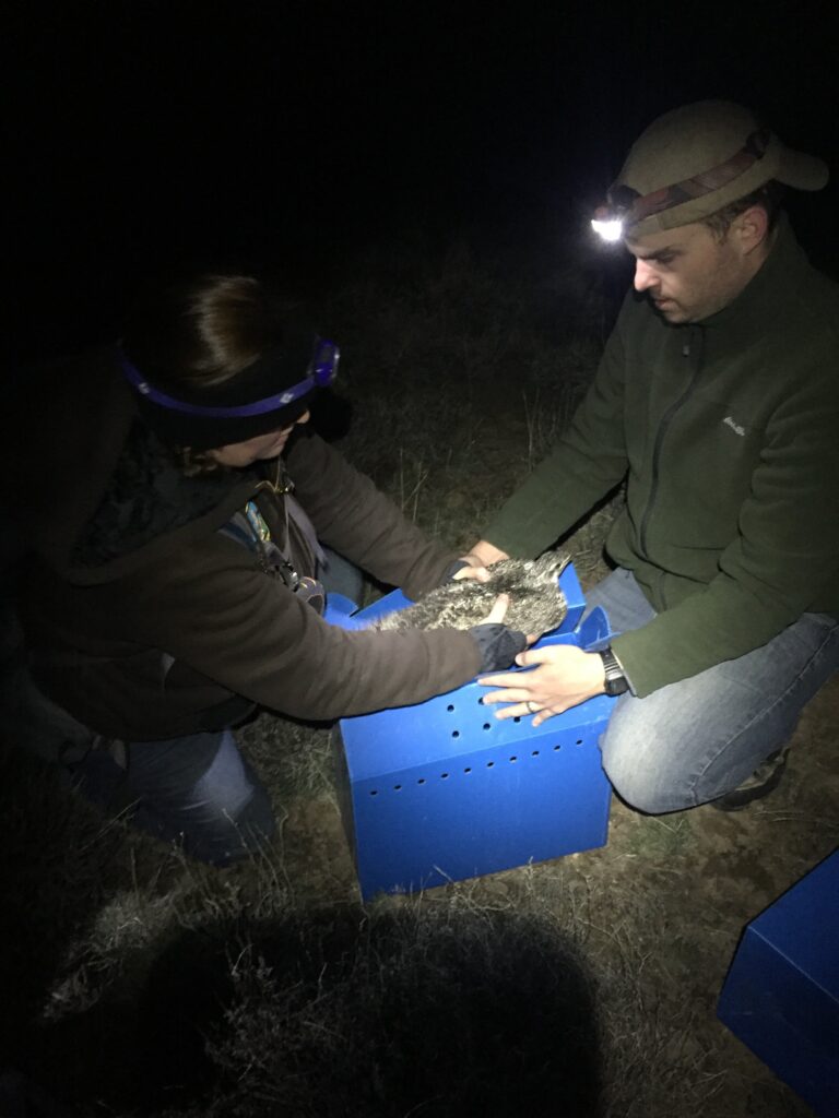 Scientists with a sage grouse hen