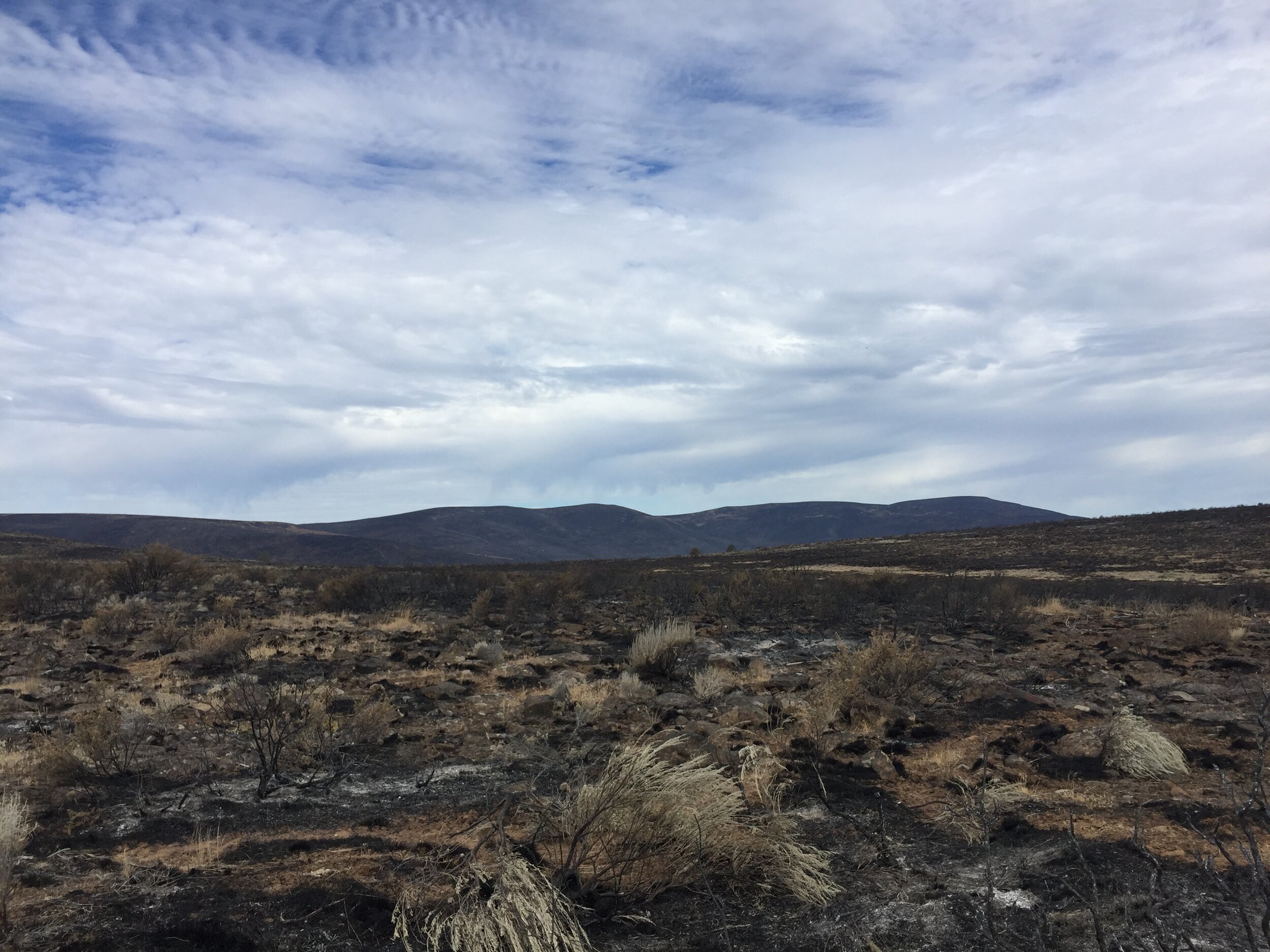 In 2019, the human-caused Tucker Fire burned important nesting and brood rearing habitat for sage grouse on Clear Lake NWR. Photo by Chelsea Sink.