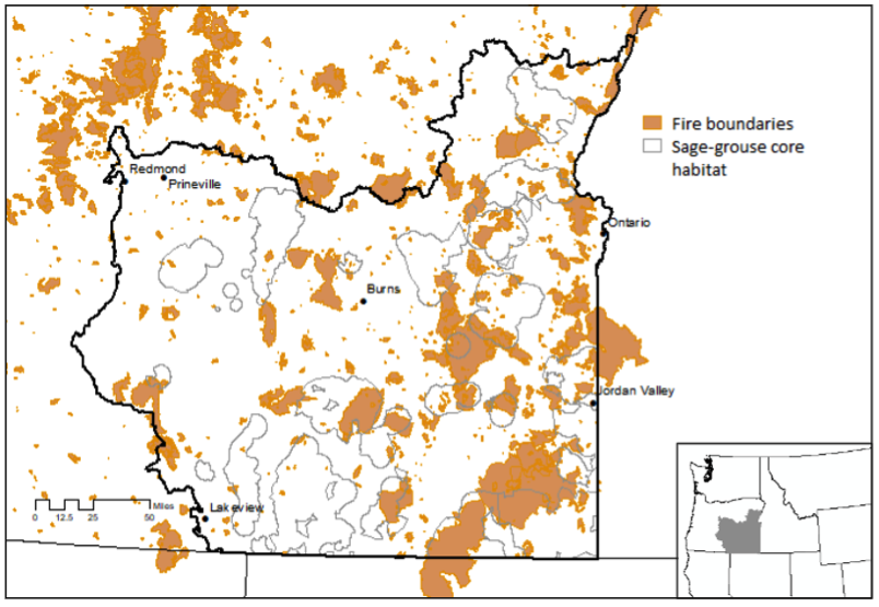 Fires have burned more than three million acres of Oregon rangelands since 2000, including large areas of important sage-grouse core habitat and several places with multiple re-burns due to invasive annual grass fuels.