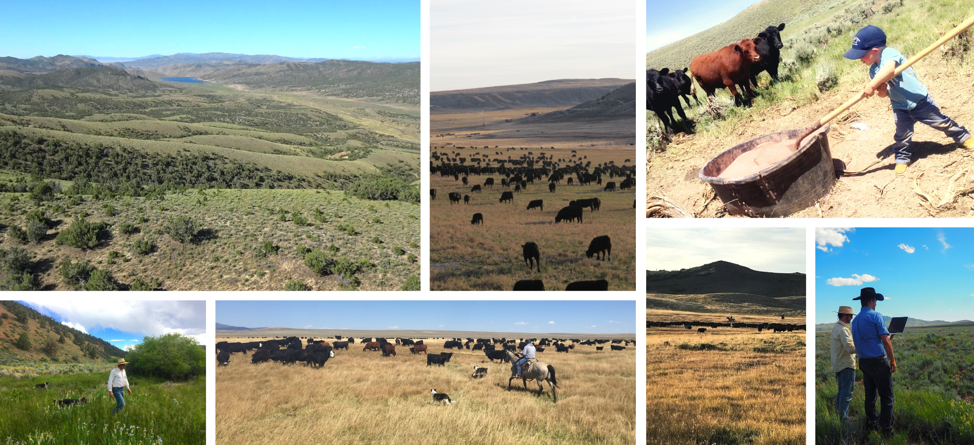 A collage of rangeland photos
