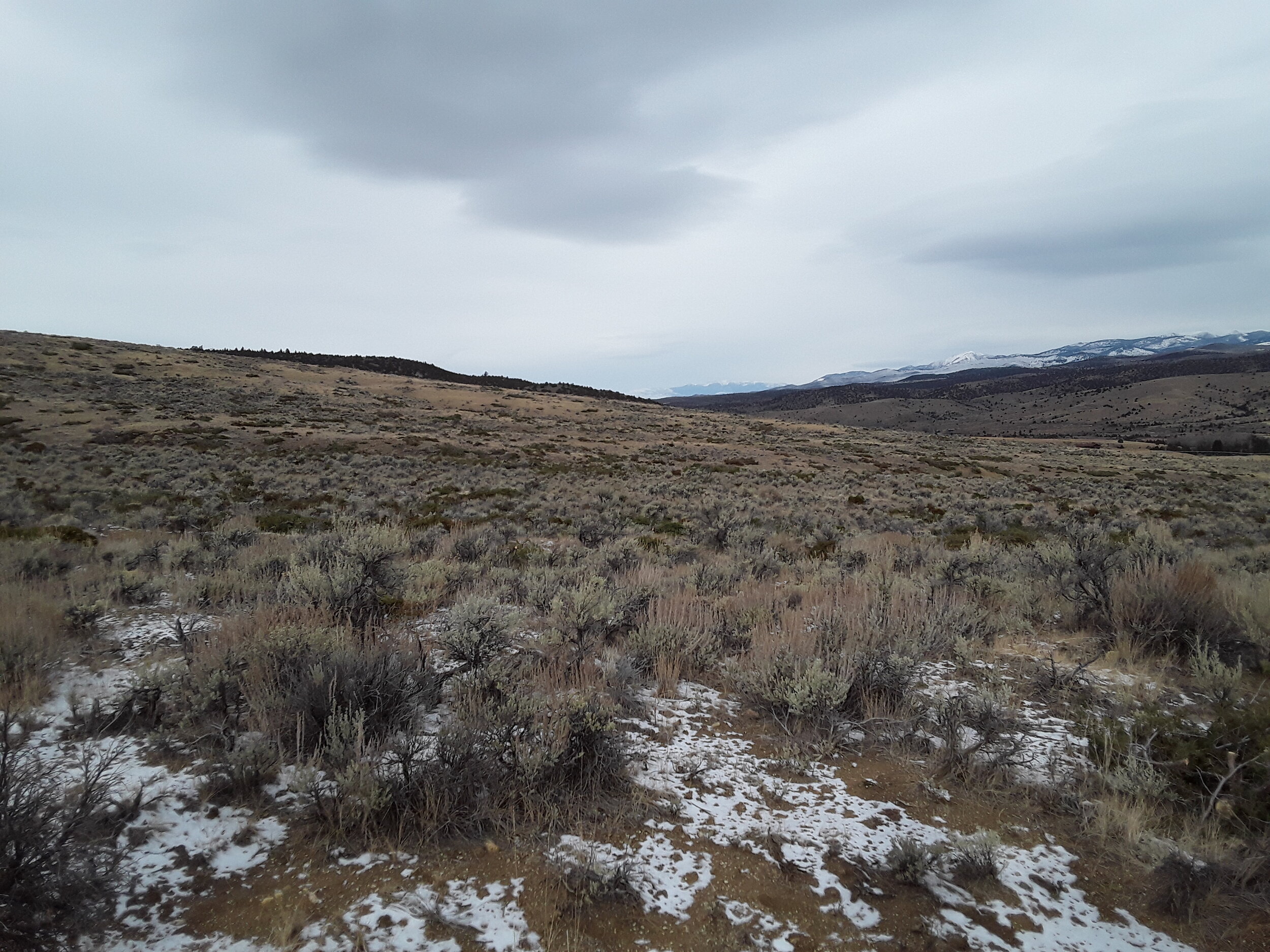 Restored rangeland after TIP conifer removal project.