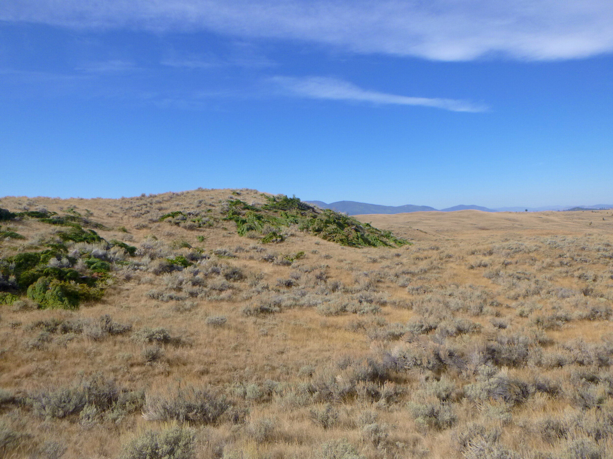 A sagebrush landscape