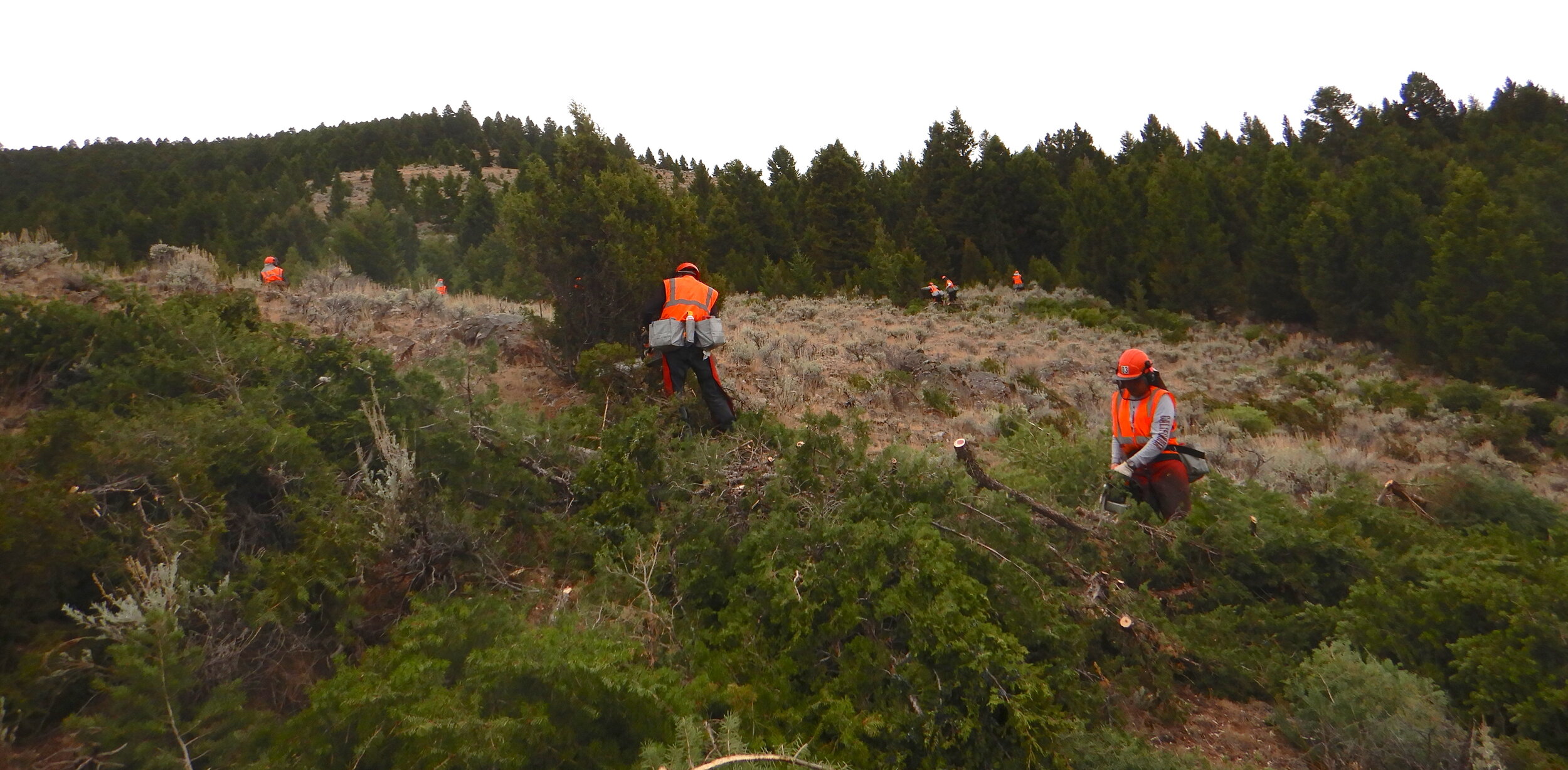 People removing encroaching conifers