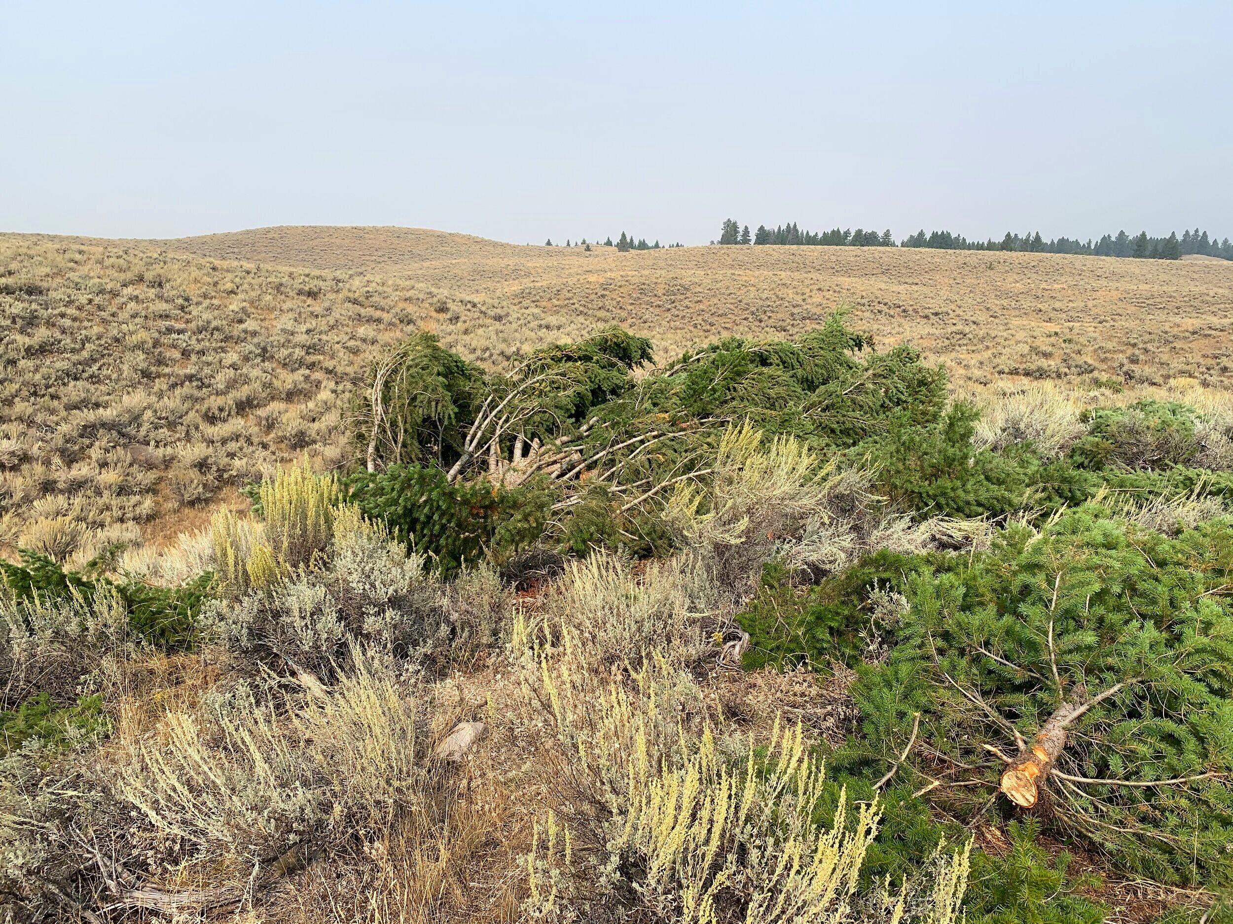 Conifers removed from a sagebrush landscape