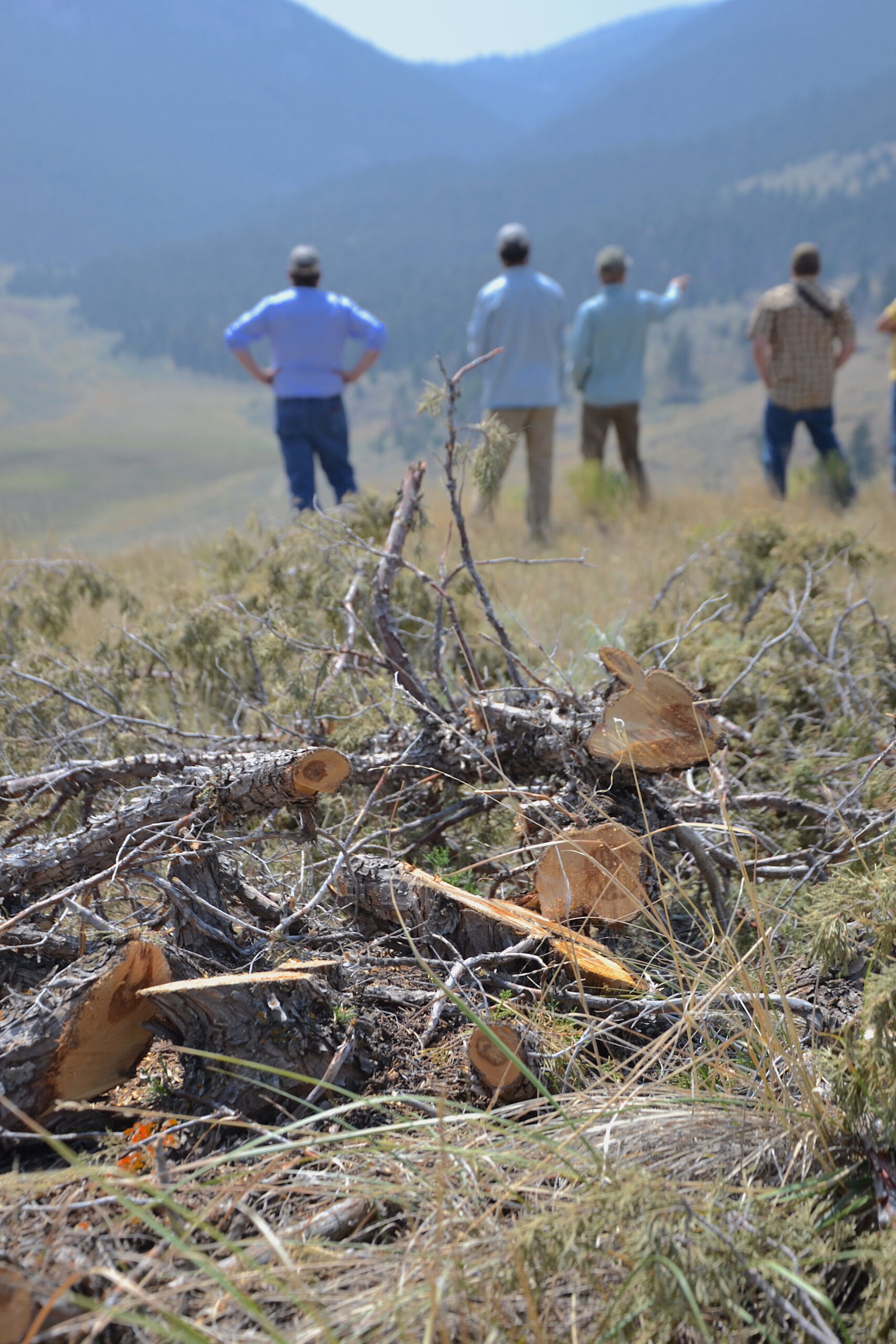 People discuss a recent juniper reduction project