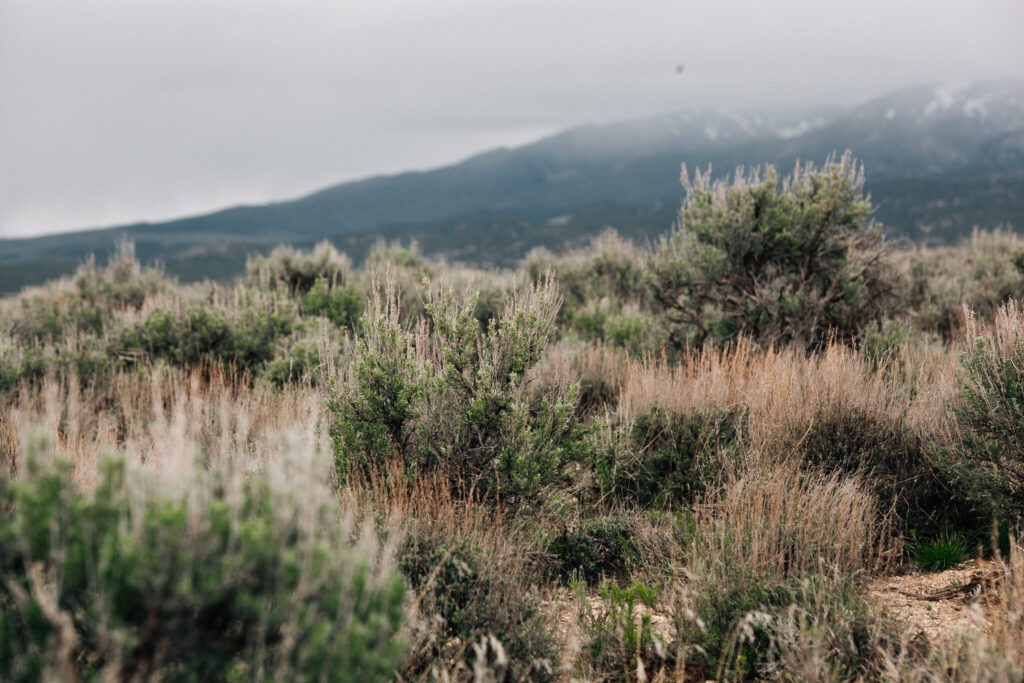 A sagebrush landscape