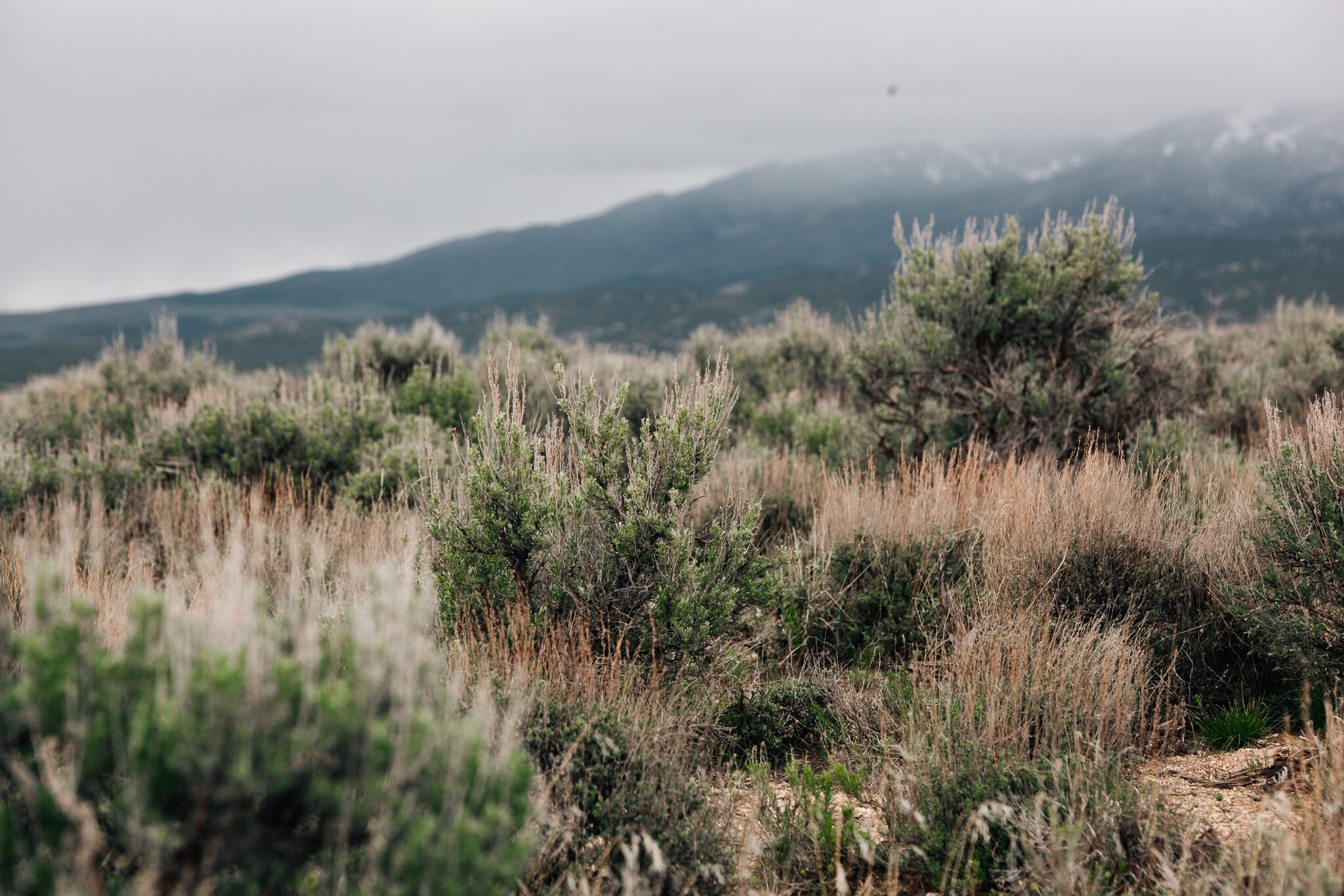 A sagebrush landscape