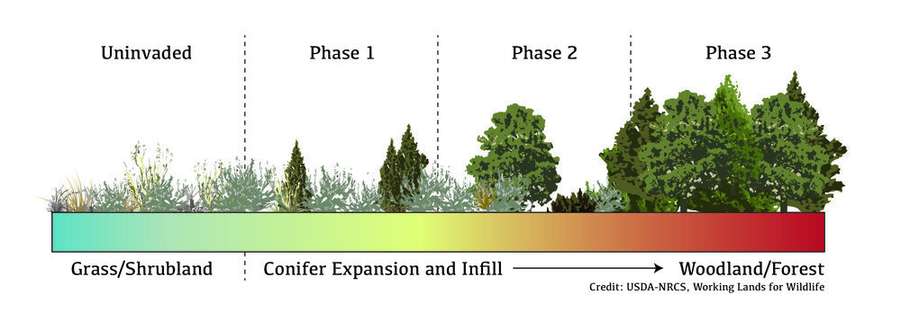 As conifer expansion occurs, native grass and shrublands transition slowly into woodlands and forests as trees become denser (infill) and outcompete understory vegetation.
