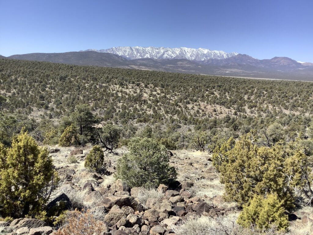 A coniferous landscape
