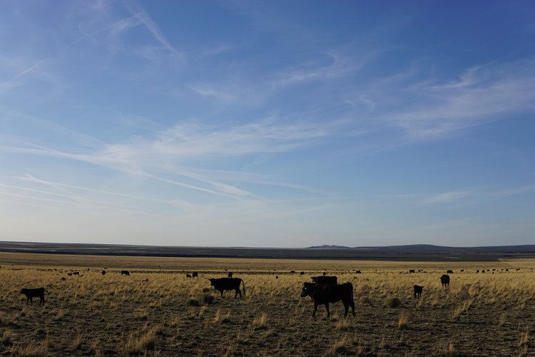 Cattle in a field