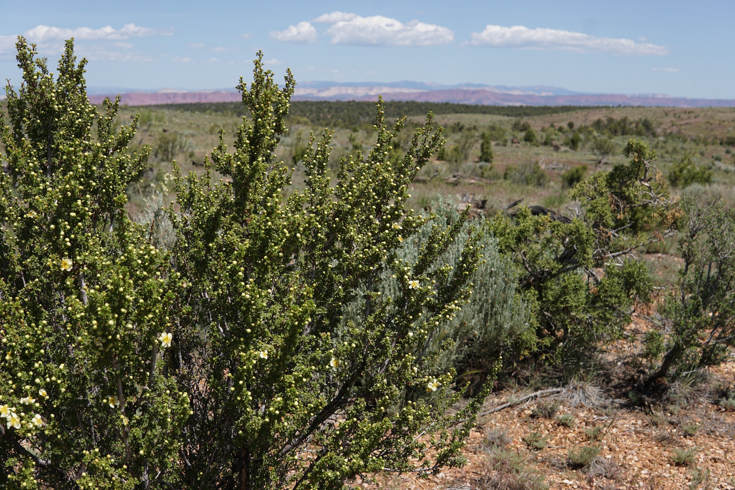 Cliff rose at the Buck Pasture Canyon project site.