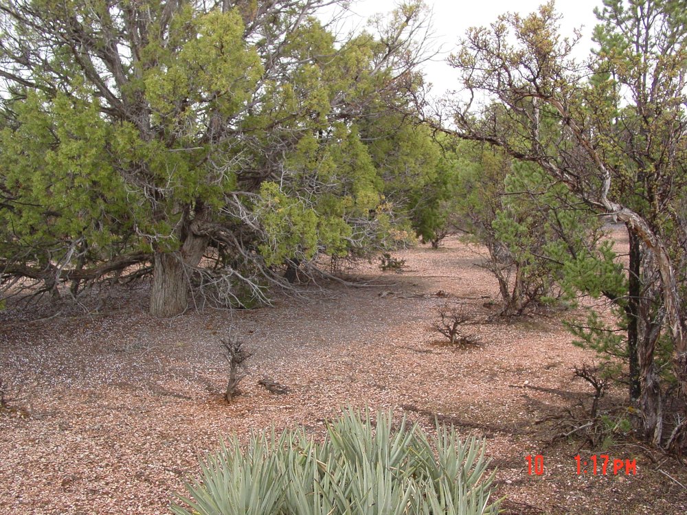 Pine trees