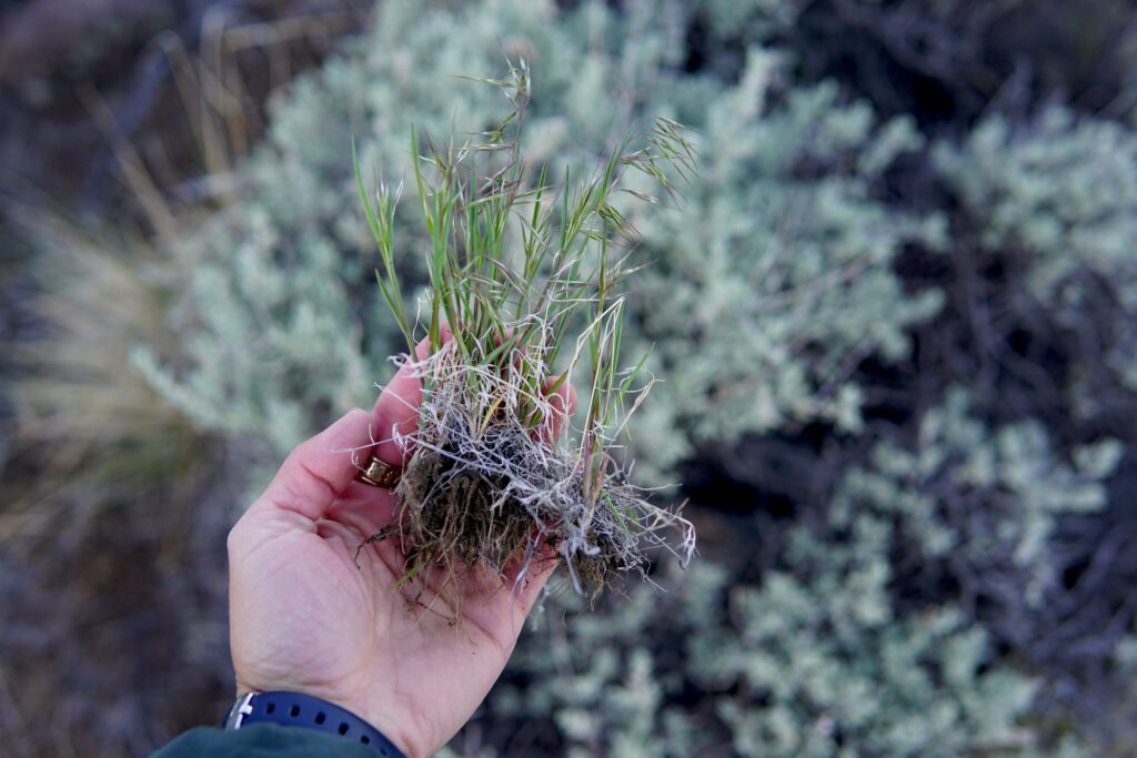 A hand holds a plant seedling