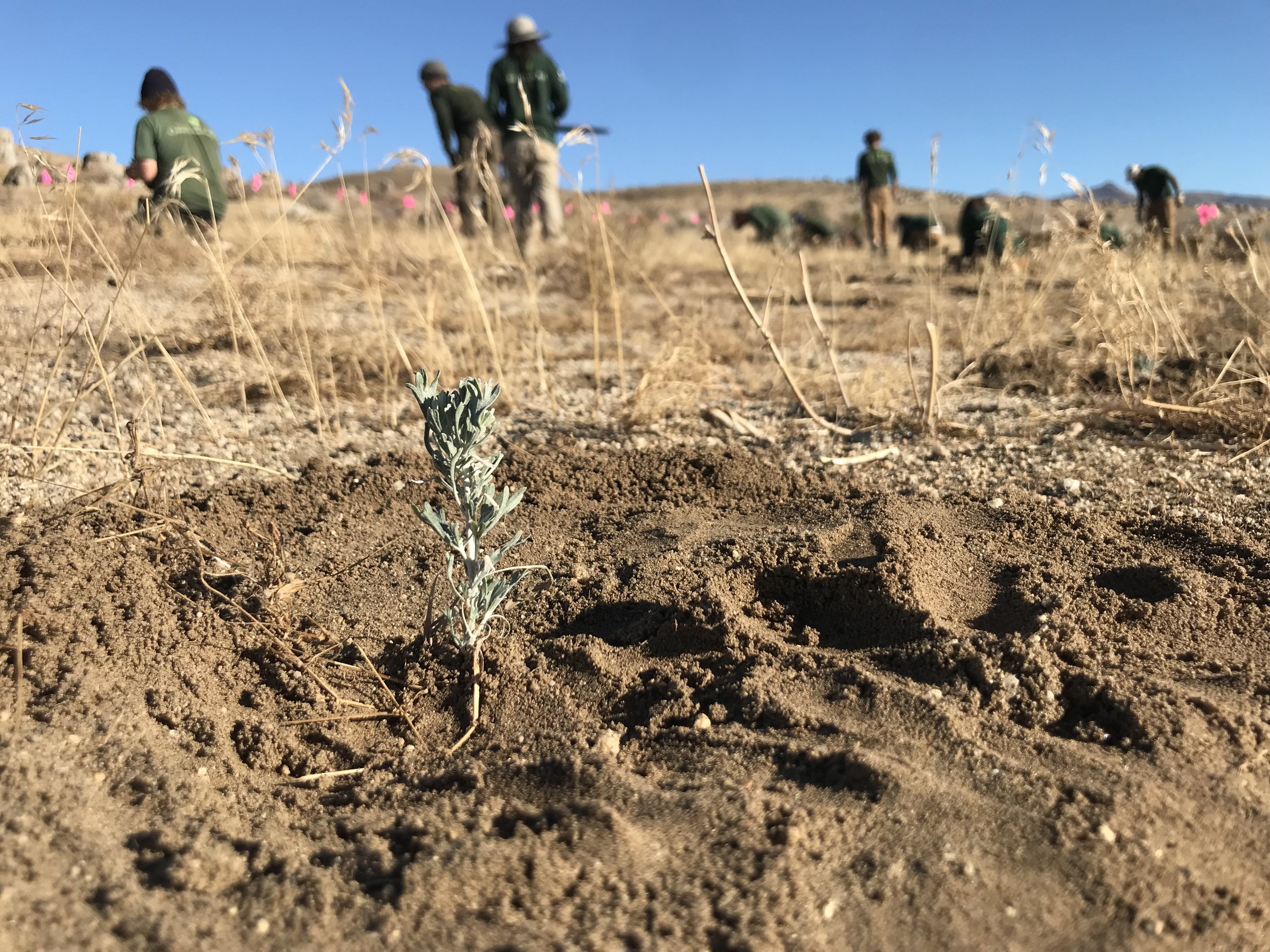 A newly planted sagebrush seedling