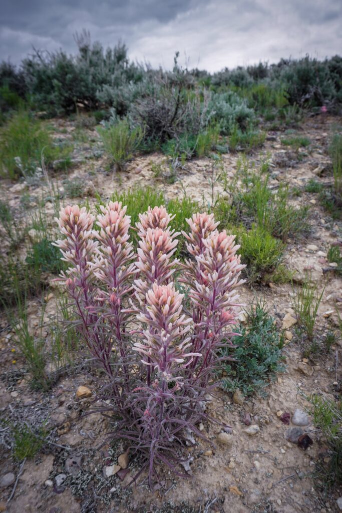 Paintbrush flower (Castilleja spp.) blooms in a southwest Montana sagebrush steppe. Many colors of paintbrush, including this unusual cream color, occur due to genetic variation even within the same population, leading to dazzling arrays of color across fields and hillsides.