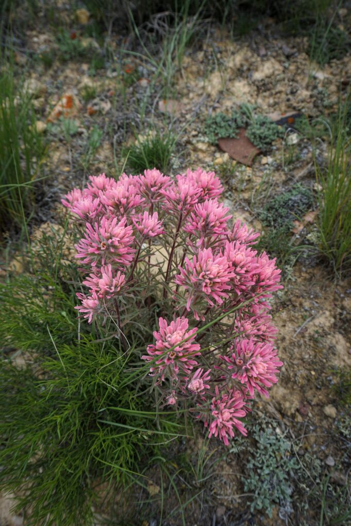 A pink Paintbrush flower (Castilleja spp.) blooms in a southwest Montana sagebrush steppe.