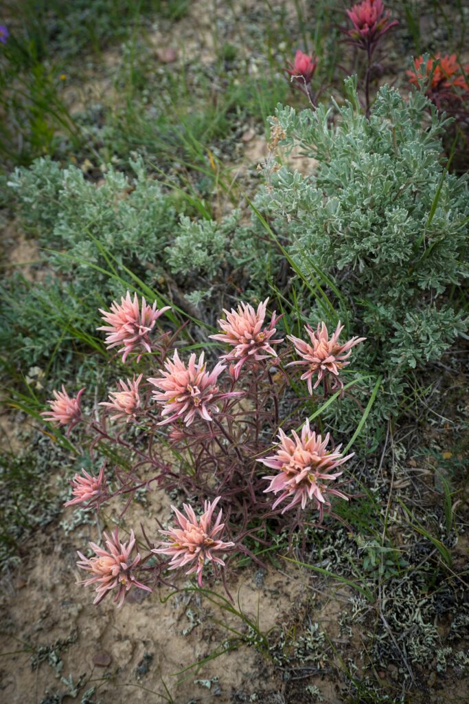 Paintbrush flower (Castilleja spp.) blooms in a southwest Montana sagebrush steppe. Many colors of paintbrush, including this unusual cream color, occur due to genetic variation even within the same population, leading to dazzling arrays of color across fields and hillsides.