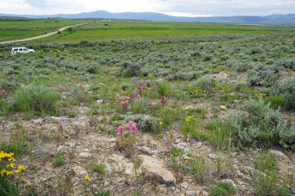A hillside dotted with sagebrush and Paintbrush flower (Castilleja spp.) overlooks a wet meadow in the distance. Many colors of paintbrush occur due to genetic variation even within the same population, leading to dazzling arrays of color across fields and hillsides.