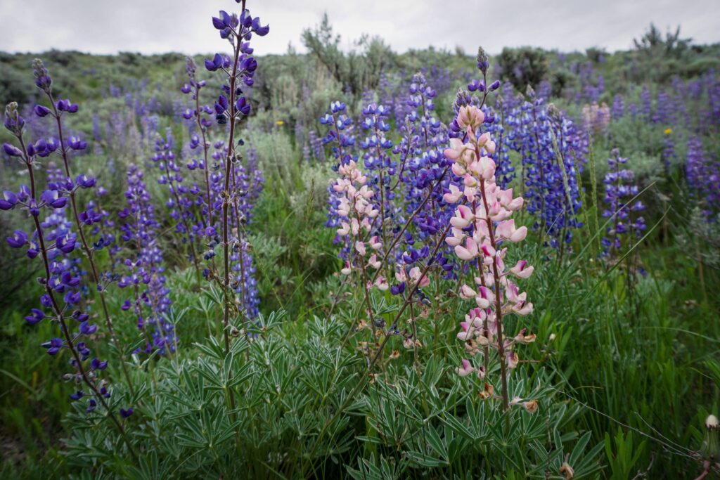 Silvery lupine (Lupinus argenteus) is typically blue or purple, but unusually occurs in wild pink or white variations. Additionally, individual flowers have a central white spot that turns magenta once pollinated, reducing their visibility to bees.