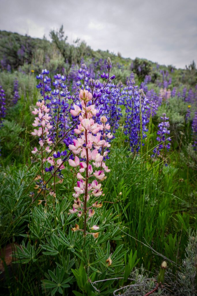 Silvery lupine (Lupinus argenteus) is typically blue or purple, but unusually occurs in wild pink or white variations. Additionally, individual flowers have a central white spot that turns magenta once pollinated, reducing their visibility to bees.