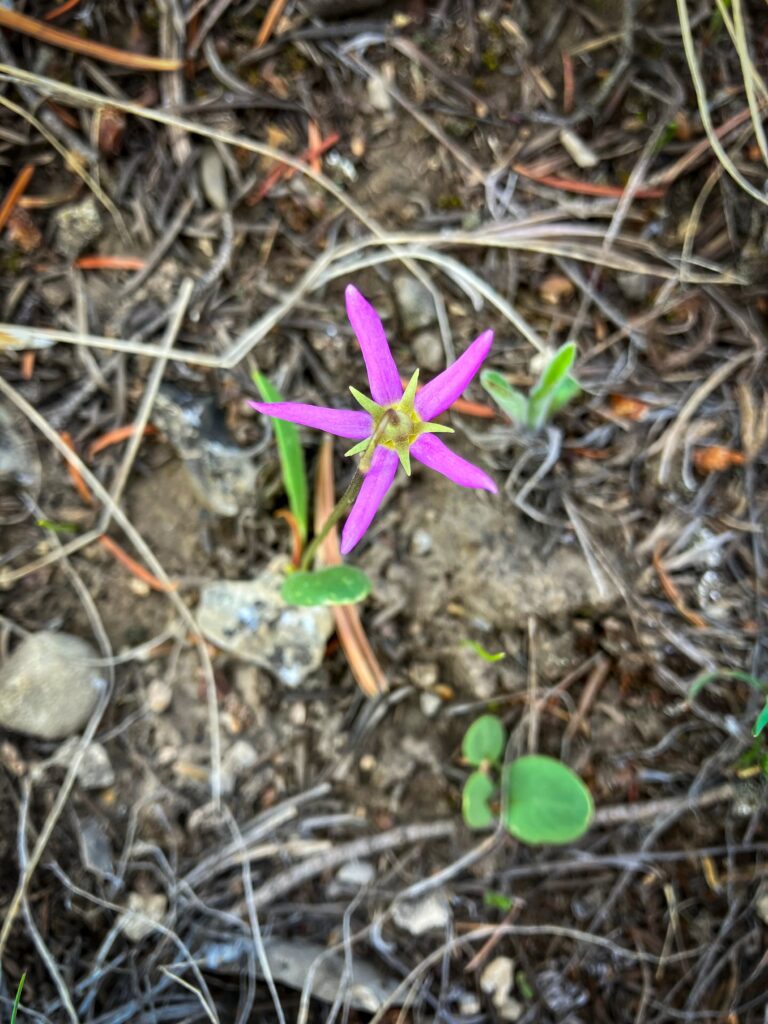 A Shooting star flower (Primula spp.).