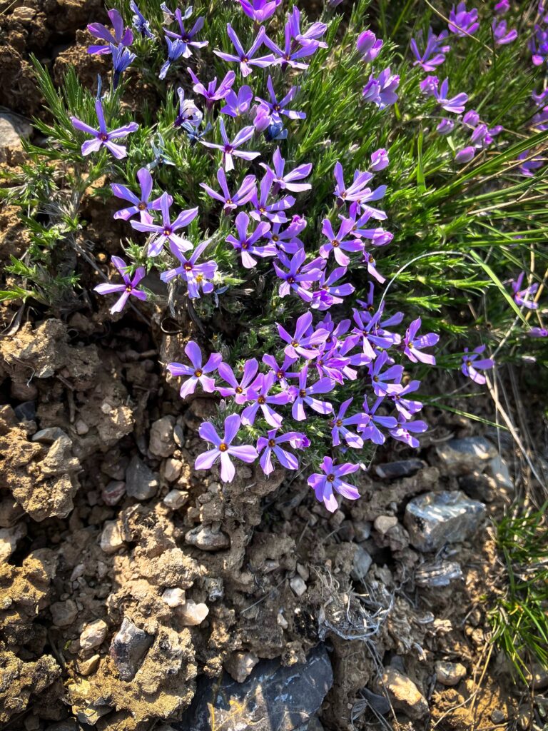 Spiny phlox (Phlox hoodii) grows in thin, rocky lithosol or “skeletal soil” typical of sagebrush steppe.